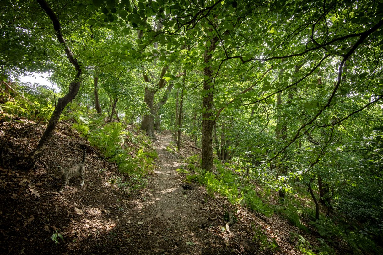 Te koop: Foto Woonhuis aan de Rijksweg 193 in Plasmolen